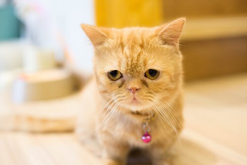 Kattrasen Munchkin: Katterna som förblir kattungar för alltid