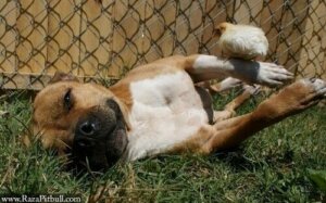 En pitbull och hans kycklingar: En oväntad vänskap