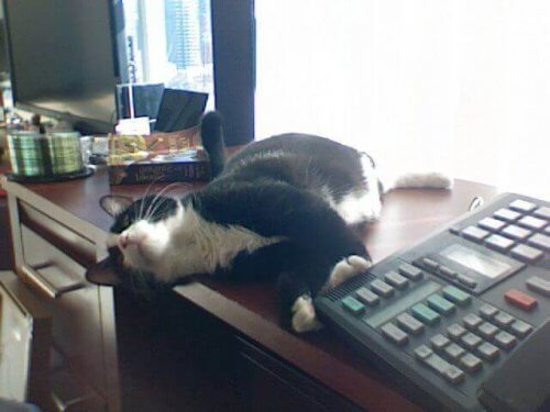 Professor Meowington ligger på ett skrivbord