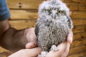 Mártioda viltsjukhus och rehabiliteringscenter