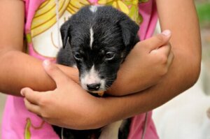 Använd spel och lekar för att lära ditt barn ta hand om husdjur