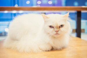 Är det möjligt att träna en katt? Vad tror du?