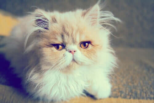 Fluffig katt ligger på gatan