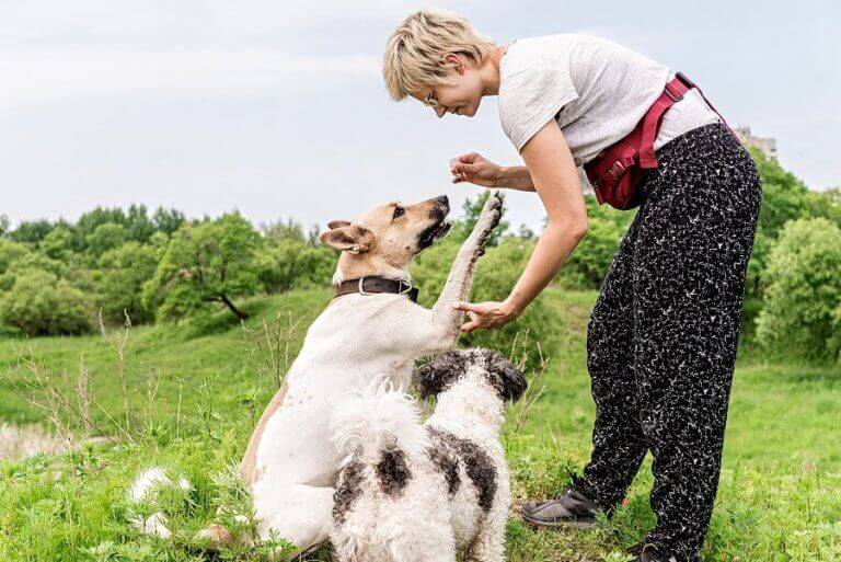 Kvinna tränar sin hund att skaka tass.