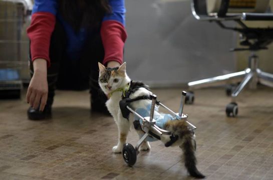 Katt med hjul istället för bakben.