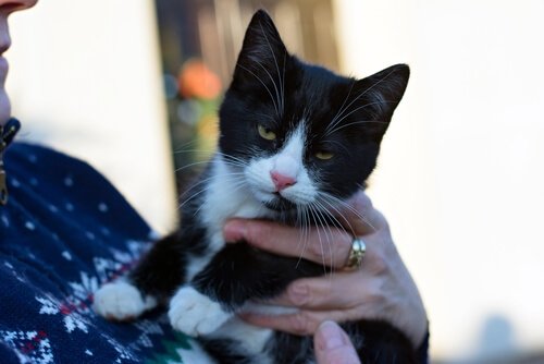 Katt sitter i famnen hos en person.