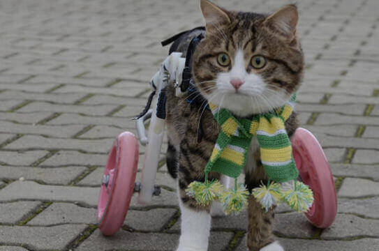 Katt med bakhjul