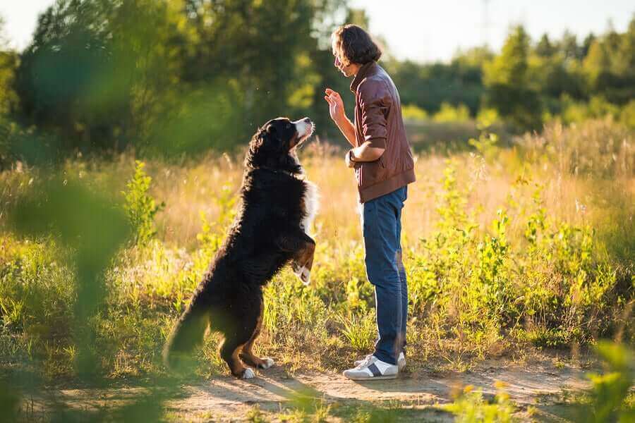 Planera din hundträning: Sätt realistiska mål