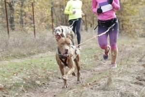Möt hunden Leia: En mästare i canicross