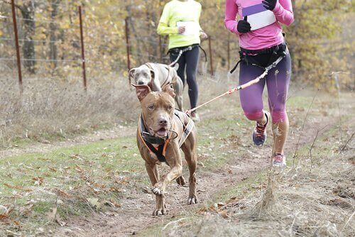 Möt hunden Leia: En mästare i canicross