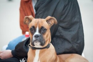 Neuralterapi för hundar: ett nytt holistiskt alternativ