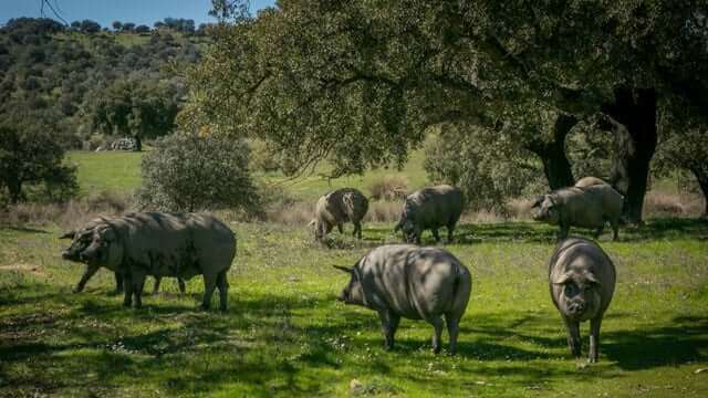 Svin som betar i det gröna.