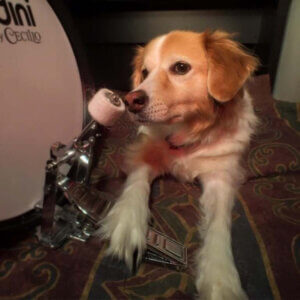 hundar älskar rockmusik: hund vid trumma