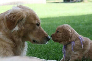 Avidog, ett nytt socialt nätverk som hjälper hundar och äldre