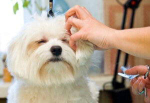 Varför trimma sin strävhåriga hund?