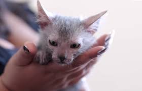 Ägare håller sin Lykoi i handen.