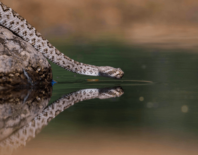 Skallerorm dricker vatten och lagrar det i sina fjäll.