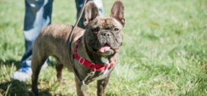 Det är bulldoggens dag i Canterpury Park