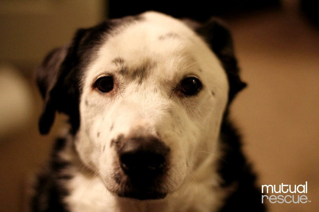 Hur en hund räddade sin ägares liv: från övervikt till hälsosam