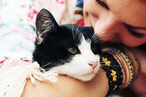 Katt gosar med sin ägare.