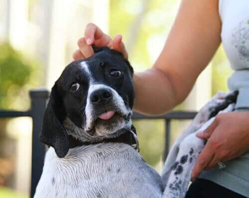 En kvinna klappar en hund som är rädd för fyrverkerier..