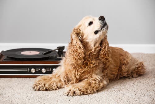 Hur påverkar musik olika djur? 4 olika studier