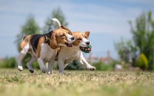 Tre fantastiska sätt på vilka du kan socialisera din hund