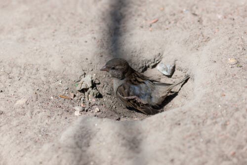 Gråsparven badar i damm