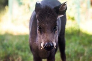 Elaphodus Cephalophus: Upptäck tofshjorten från Kina