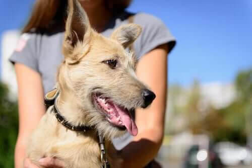 Adoptera en hund? Se till att du följer lagen