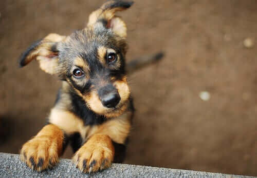 Vilken hund ska du adoptera? Är du verkligen redo?