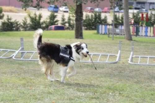 Albatrox har fått en pinne som belöning.