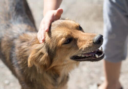 Adoptera en hund i din stad: hur går det till?