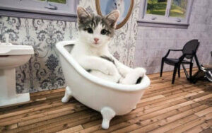 Upptäck djurens reality-TV: en dokusåpa om katter