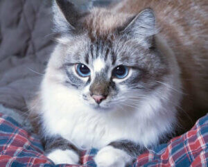 När din katt kräks: vet du vad du bör göra?