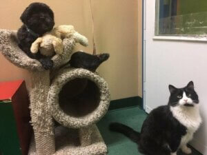 Vänskap mellan arter: en katt, en hund och en råtta