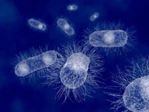 Escherichia Coli: en bakterieart hos varmblodiga djur