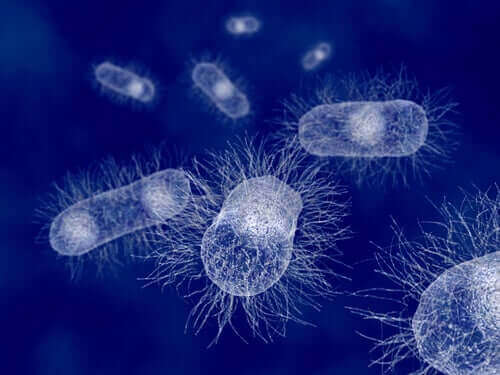 Escherichia Coli: en bakterieart hos varmblodiga djur