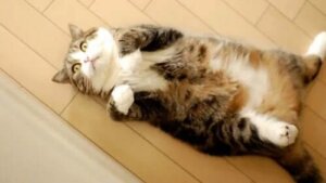 Den mest kända katten på internet