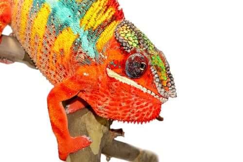 Färgglad kameleont sitter på en pinne.