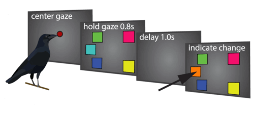 Experiment på kråkor.