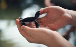 Prägling och räddade djur - chanser att överleva