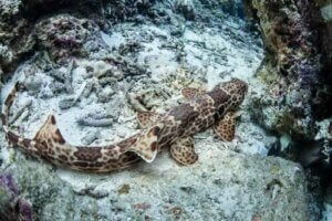 Vandrande hajar: hajar som kan gå på land