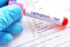 Tre tips för att förhindra leptospiros hos husdjur