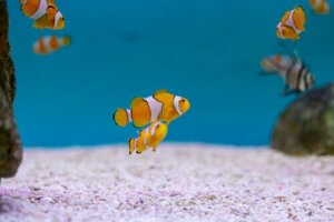 Den evolutionära betydelsen av att vara en hermafrodit