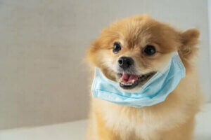 Striden mellan parasiter och deras värdar