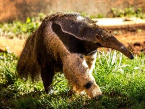 Myrätande djur: intressanta djur som äter myror