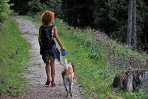 5 praktiska tips när du ska campa med din hund