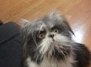 Märkligt djur på Twitter- är det hund eller katt?