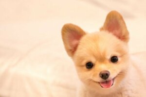 Passande namn till busiga hundar